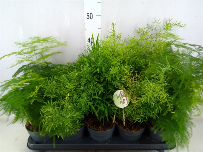 <h4>Asparagus   ...mix</h4>