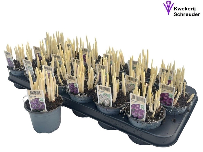 <h4>CROCUS GEM</h4>