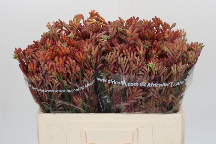 Anigozanthos Bush Diamond