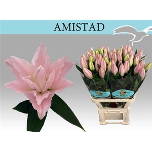 Li Or Du Amistad