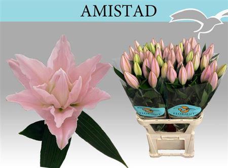<h4>Li Or Du Amistad</h4>