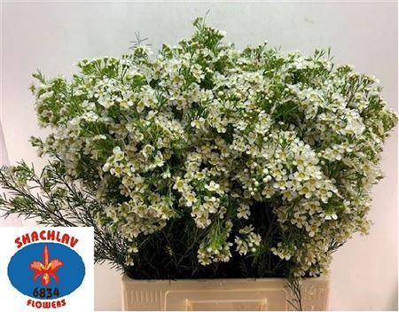 <h4>Chame Un Arbel</h4>