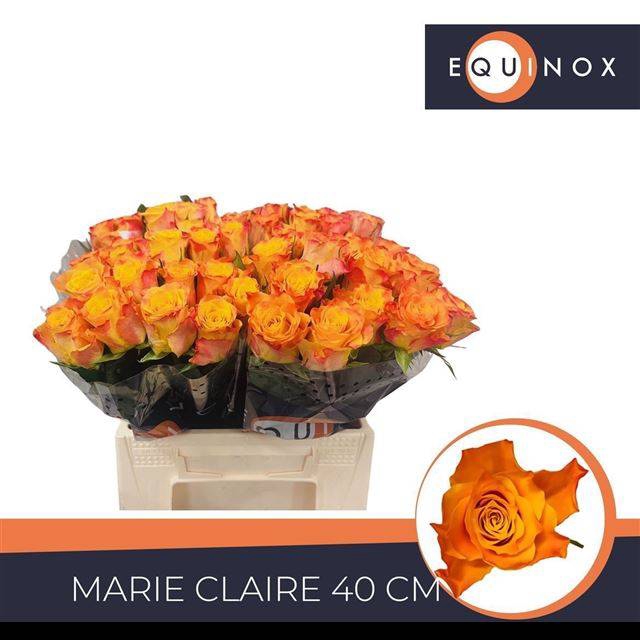 <h4>R GR MARIE-CLAIRE!</h4>