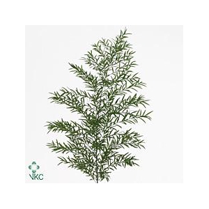 Leaf asparagus dens cwebe
