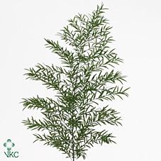 <h4>Leaf asparagus dens cwebe</h4>