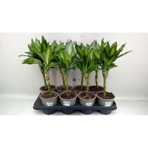 Dracaena frag. 'Cintho'