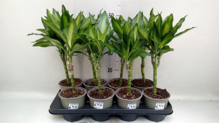 <h4>Dracaena frag. 'Cintho'</h4>