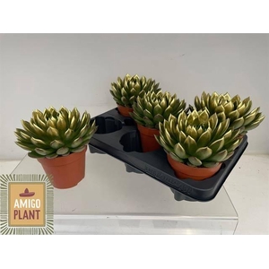 ECHEV AGAV AMI-FIEST