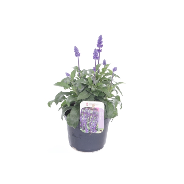 <h4>Salvia Mystic Spires Blue</h4>