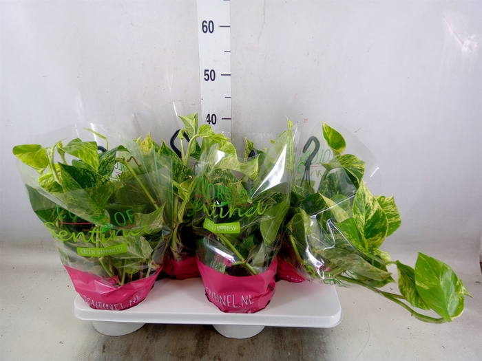 <h4>Epipremnum pinn. 'Marble Queen'  HG</h4>