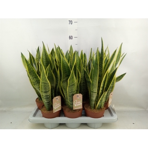 Sansevieria trifa. 'Laurentii'