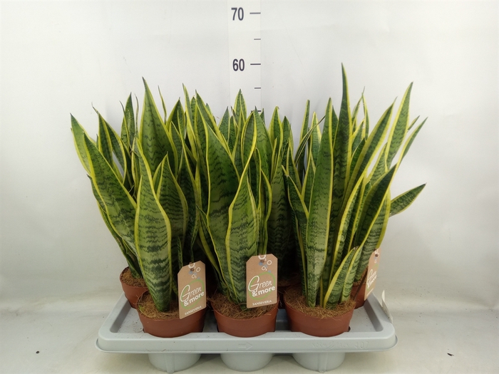 <h4>Sansevieria trifa. 'Laurentii'</h4>