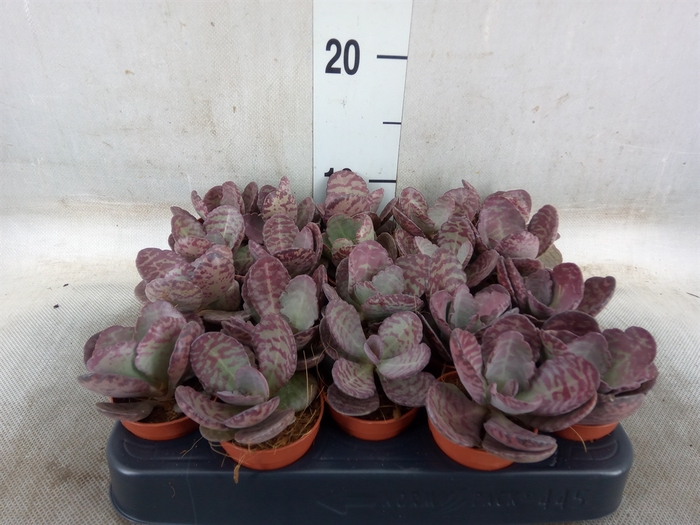<h4>Succulents   ...</h4>