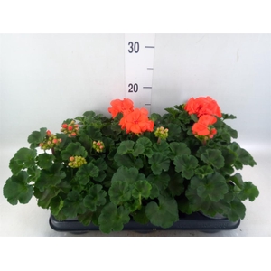 Pelargonium zona.   ...F1