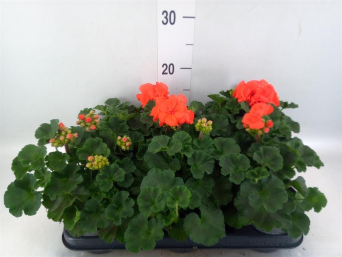 <h4>Pelargonium zona.   ...F1</h4>