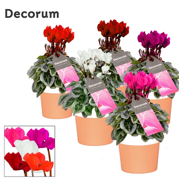 <h4>Cyclaam Picasso Mix Terra Cotta</h4>