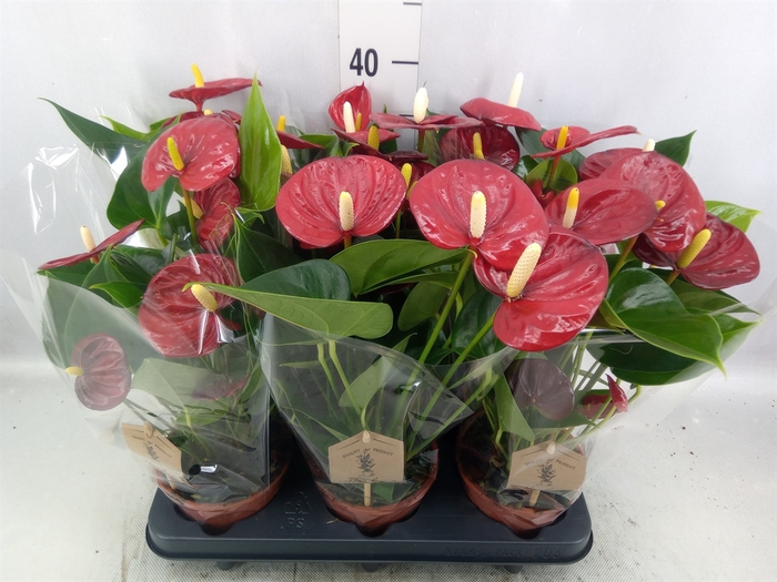 Anthurium andr. 'Calon'