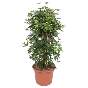 Schefflera Gold Capella