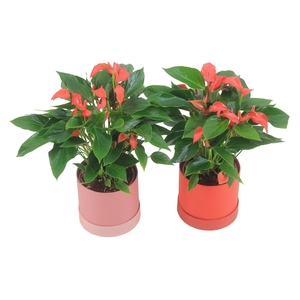Anthurium XL.67 Trillions Red 12cm in hoedendoos