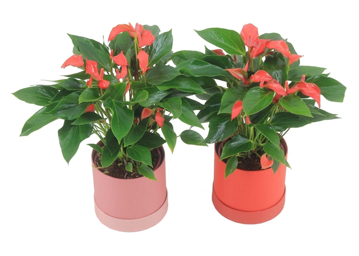 <h4>Anthurium XL.67 Trillions Red 12cm in hoedendoos</h4>