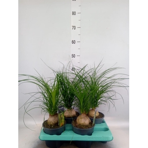Beaucarnea recurvata