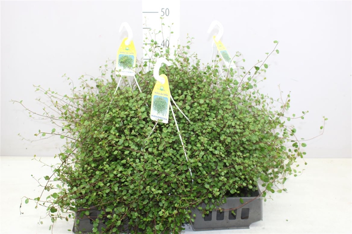 <h4>Muehlenbeckia Hangpot</h4>