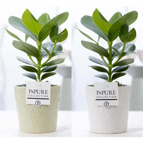 Clusia Rosea Princess in P&PURE Juliette ceramics ass. 3