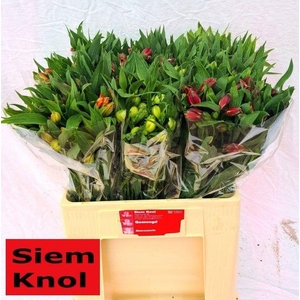 Alstr Gem in Fust