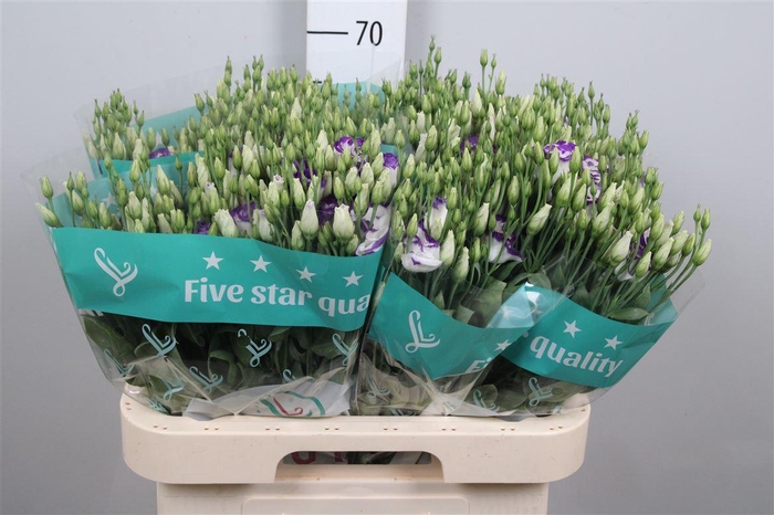 <h4>Eus G Rosi Blue Pico</h4>