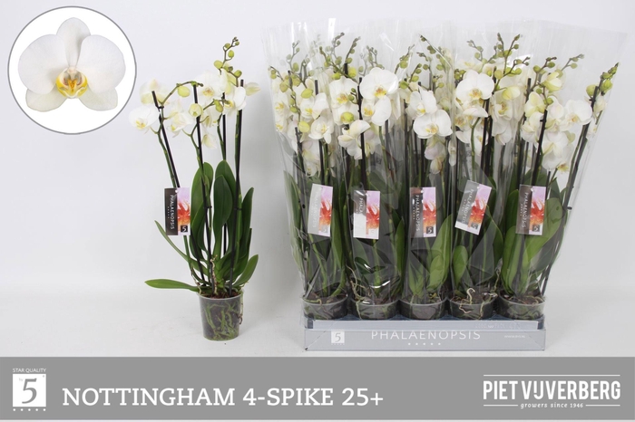 <h4>PHAL AN NOTTINGHAM</h4>