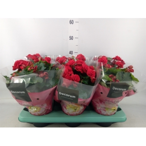 Begonia elat. DU 'Baladin'