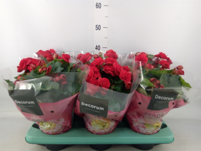 <h4>Begonia elat. DU 'Baladin'</h4>