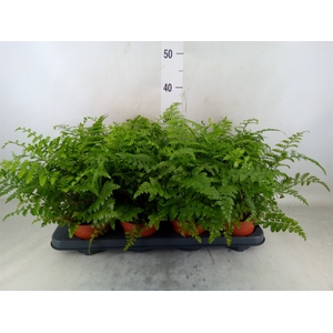 Asplenium  'Parvati'
