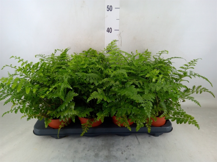 <h4>Asplenium  'Parvati'</h4>