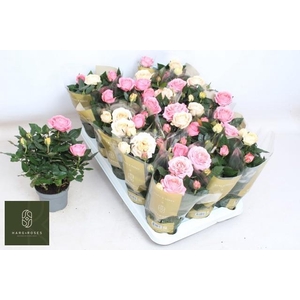 RO KOR GRANDE GEM PT