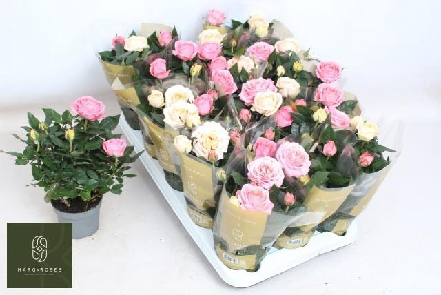 <h4>RO KOR GRANDE GEM PT</h4>