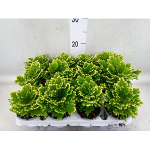 Selaginella martensii 'Jori'