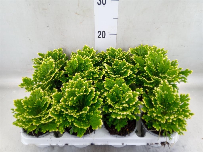 <h4>Selaginella martensii 'Jori'</h4>