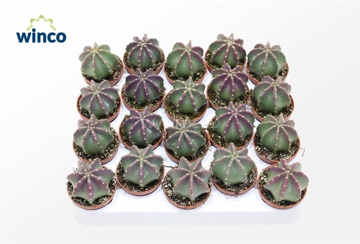 <h4>Echinocereus Inermis (purple)</h4>
