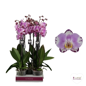 Phalaenopsis Art Nouveau - 2 tak 70cm