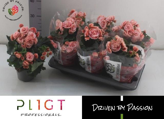 <h4>BEG DU BORIAS</h4>