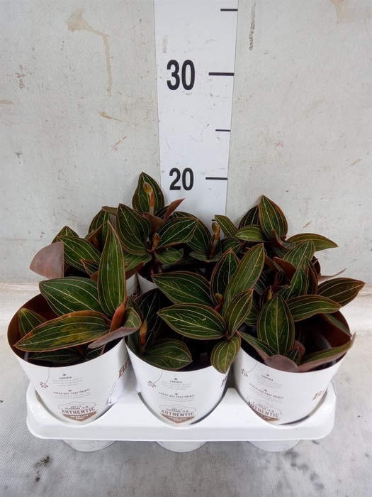 <h4>Ludisia discolor</h4>