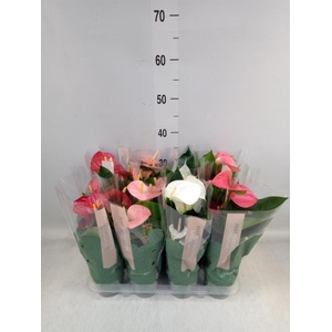 Anthurium   ...mix
