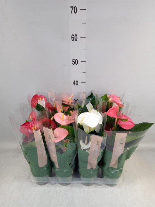 <h4>Anthurium   ...mix</h4>