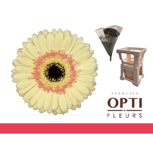 Gerbera Cartizze Water