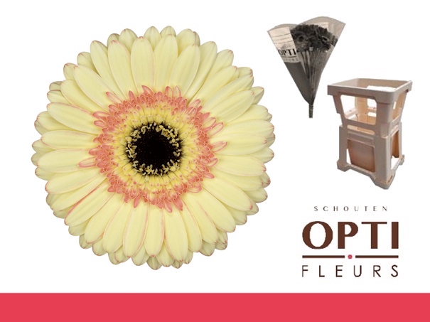 <h4>GE GR CARTIZZE-Water hoes</h4>