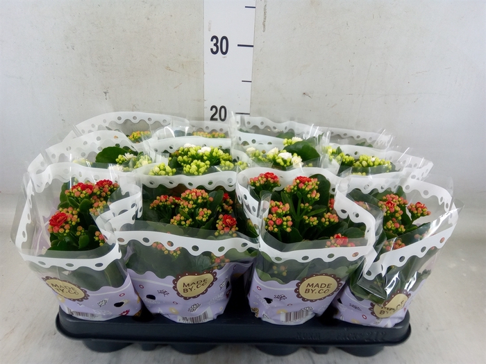 <h4>Kalanchoe blos.   ..rosebud mix  4</h4>