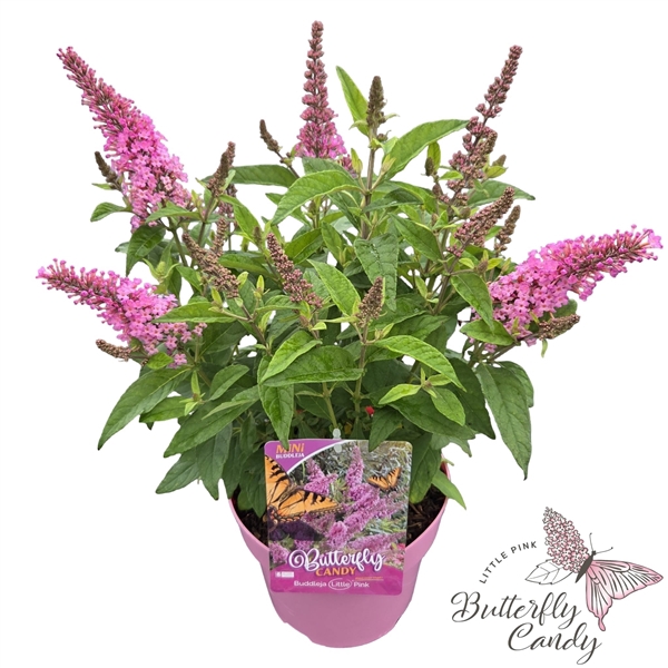 <h4>Buddleja d. 'Little Butterfly Candy Pink' ®</h4>