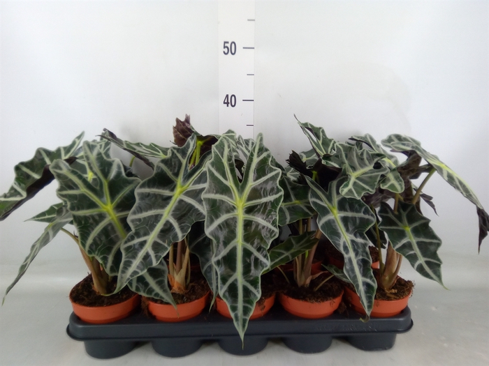 <h4>Alocasia amazonica 'Polly'</h4>