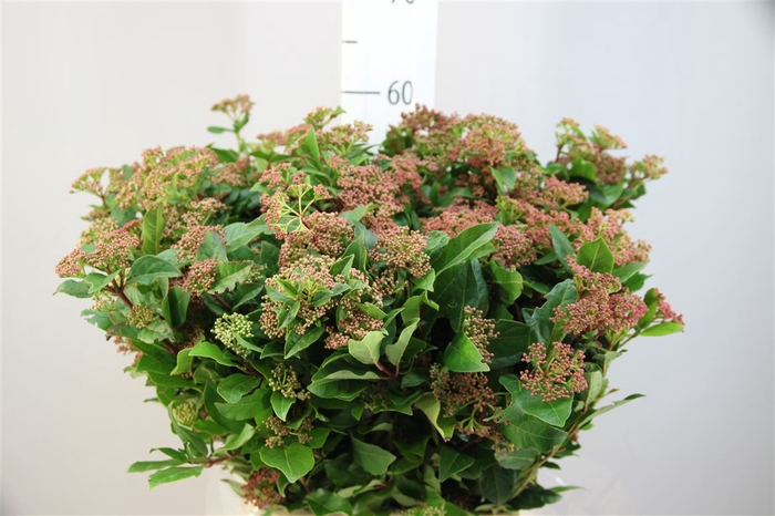 <h4>Viburnum Tinus</h4>